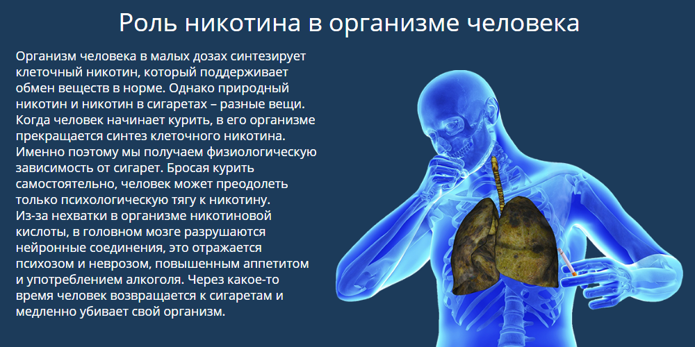 Через сколько выходит сигарет. Роль никотина в организме человека. Никотин вырабатывается в организме человека. Выработка никотина в организме человека. Организм сам вырабатывает никотин.